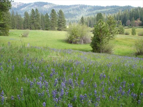 Meadow with lots of violet flo...